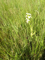 Platanthera praeclara