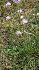 Armeria maritima elongata
