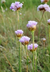 Armeria maritima elongata