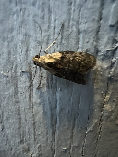 Striped Oak Webworm Moth photo 3