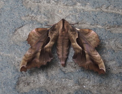 Phyllosphingia dissimilis