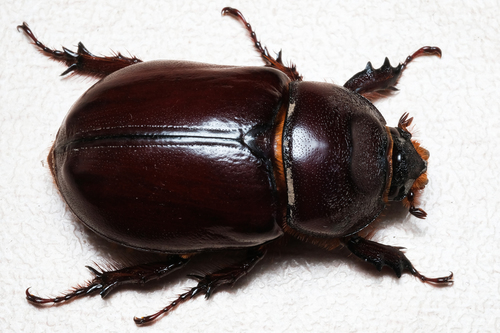 Scarabeo rinoceronte