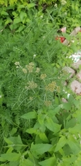 Achillea
