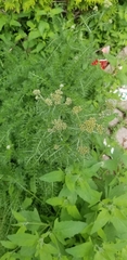 Achillea