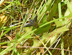 Hemipenthes velutina
