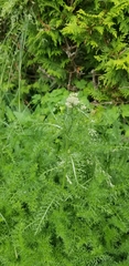 Achillea