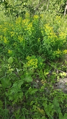 Euphorbia semivillosa