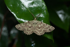 Ophthalmitis herbidaria