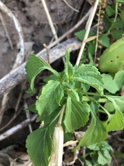 Basilicum polystachyon