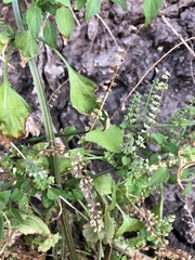 Basilicum polystachyon