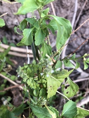 Basilicum polystachyon