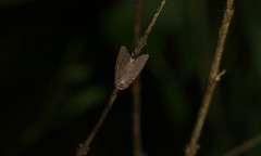 Spodoptera pecten