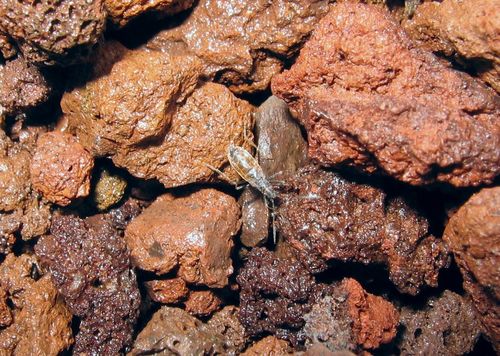 Nysius wekiuicola