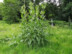 Dipsacus fullonum
