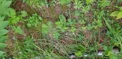 Magnoliopsida