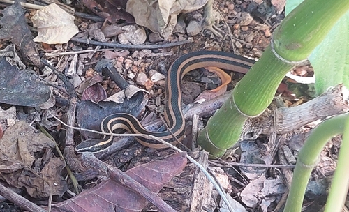 Guerrero Black-striped Snake