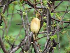 Polyclathra cucumerina