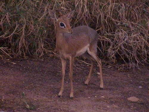Damara Dik-dik