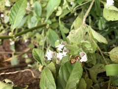 Diclis petiolaris