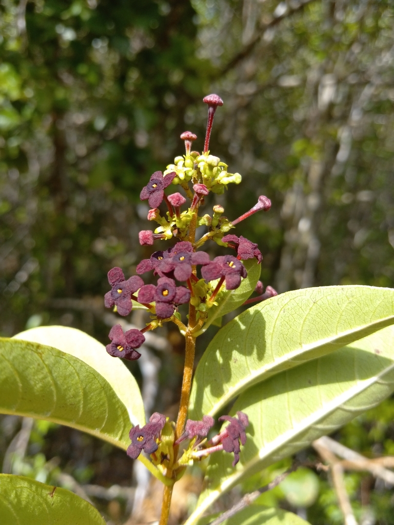 Suberanthus brachycarpus