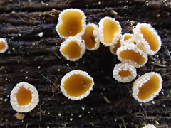 Capitotricha bicolor