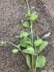 Diclis petiolaris