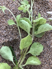 Diclis petiolaris