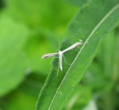 Hellinsia didactylites