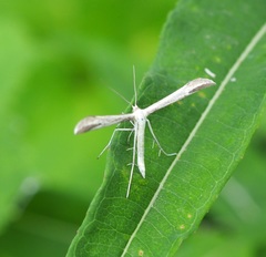 Hellinsia didactylites