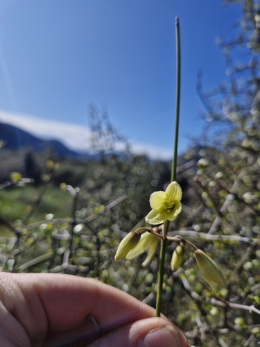Image of Clematis afoliata by (c) Irisa Hudson, some rights reserved (CC BY)