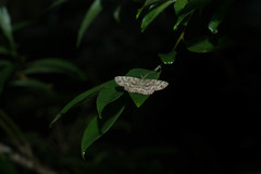 Ophthalmitis herbidaria