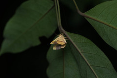 Fascellina plagiata
