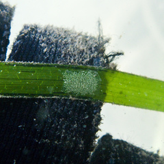 Phyllaplysia taylori