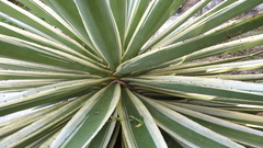 Copeoglossum nigropunctatum