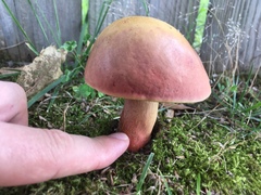 Boletus sensibilis