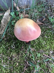 Boletus sensibilis