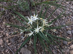Leucocrinum montanum