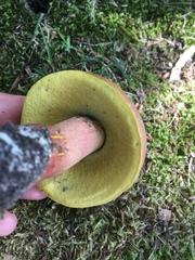 Boletus sensibilis