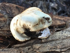 Pholiota nubigena