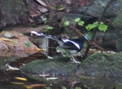 Enicurus leschenaulti