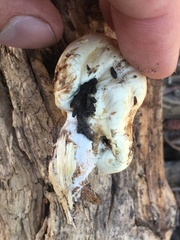 Pholiota nubigena