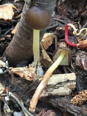 Mycena nivicola