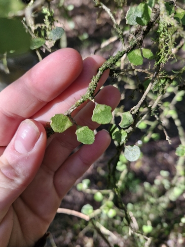 Image of Melicytus micranthus by (c) Irisa Hudson, some rights reserved (CC BY)