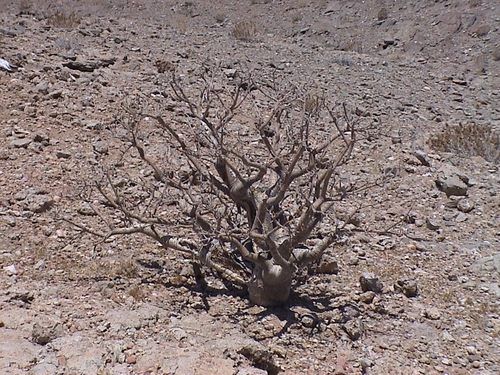 Image of Commiphora saxicola by (c) Stefan Wolmarans, some rights reserved (CC BY)