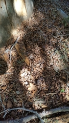 Tamiasciurus fremonti