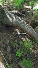 Tamiasciurus fremonti