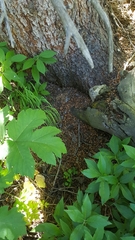 Tamiasciurus fremonti