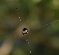 Gasteracantha cancriformis
