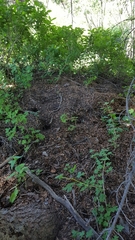 Tamiasciurus fremonti