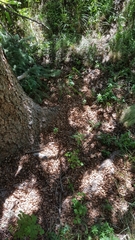 Tamiasciurus fremonti
